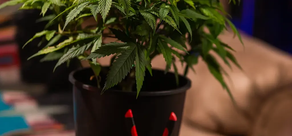 Cannabis Qualifying Conditions