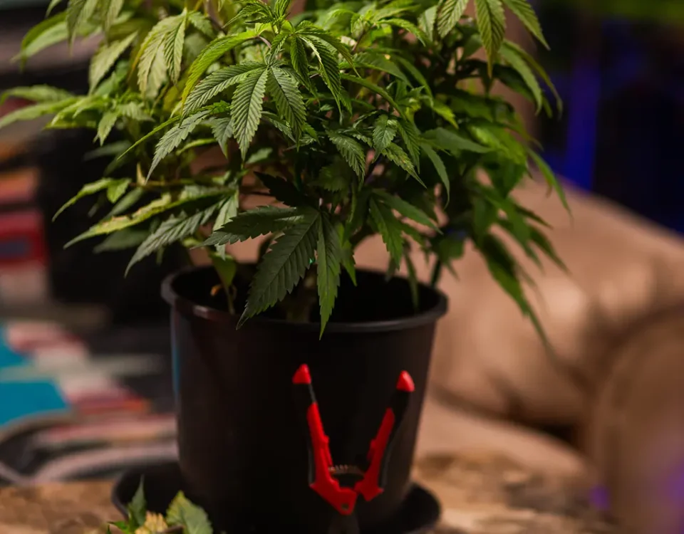 Cannabis Qualifying Conditions