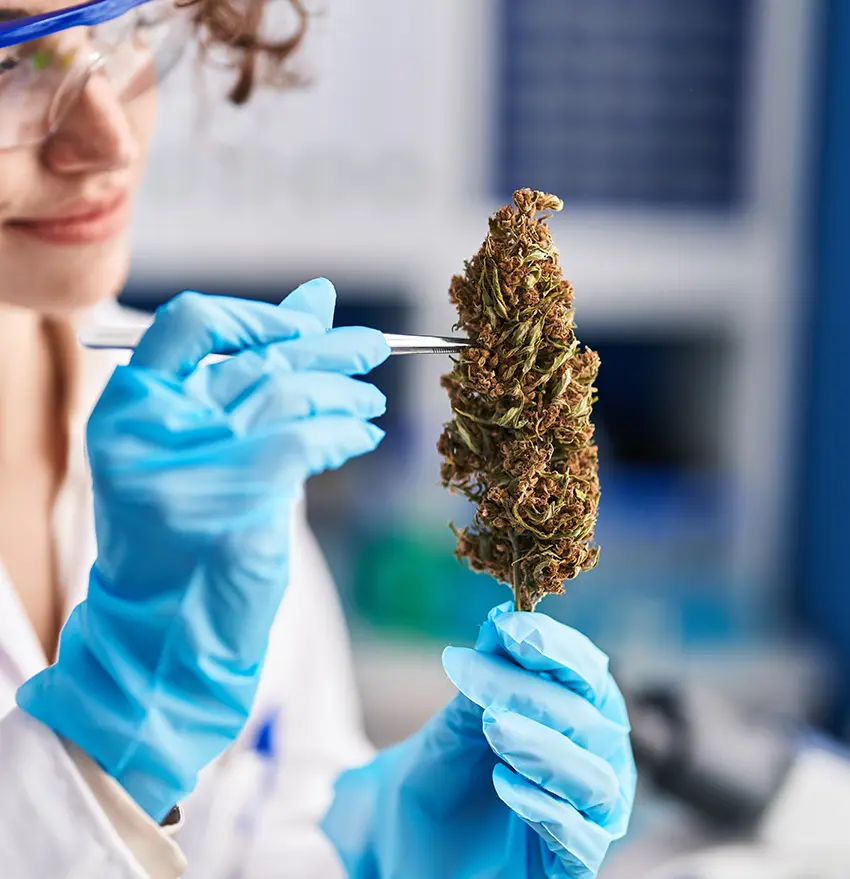 Growing medical cannabis