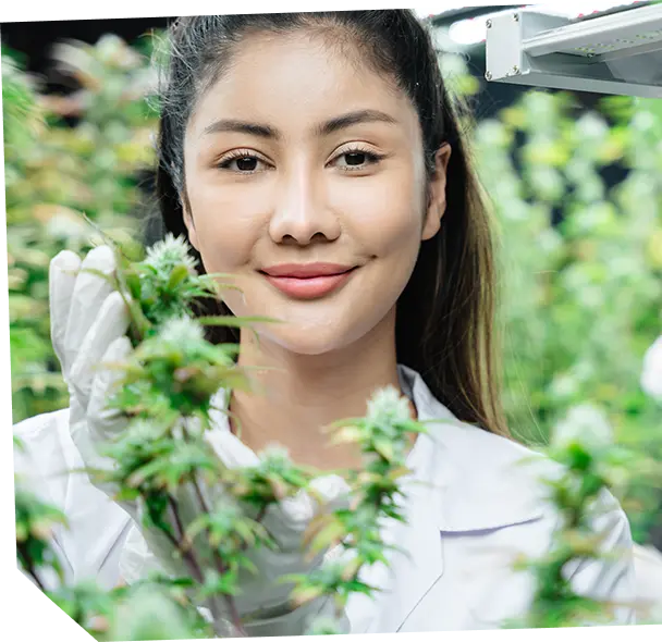 Medical marijuana certification process